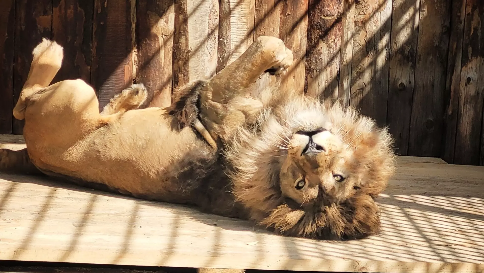 В Большереченском зоопарке лев переехал в обновленный вольер