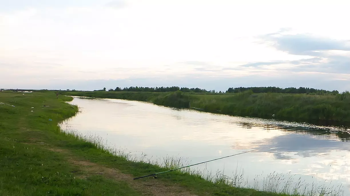 Житель Омской области обнаружил обилие мертвых рыб в пруде рядом с Федоровкой