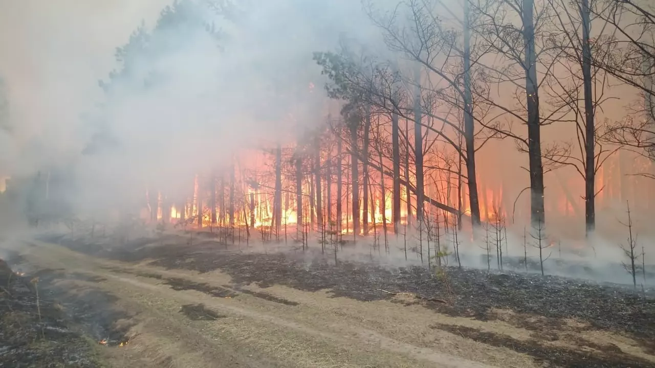 В Омской области для борьбы с лесными пожарами задействуют почти 500 человек