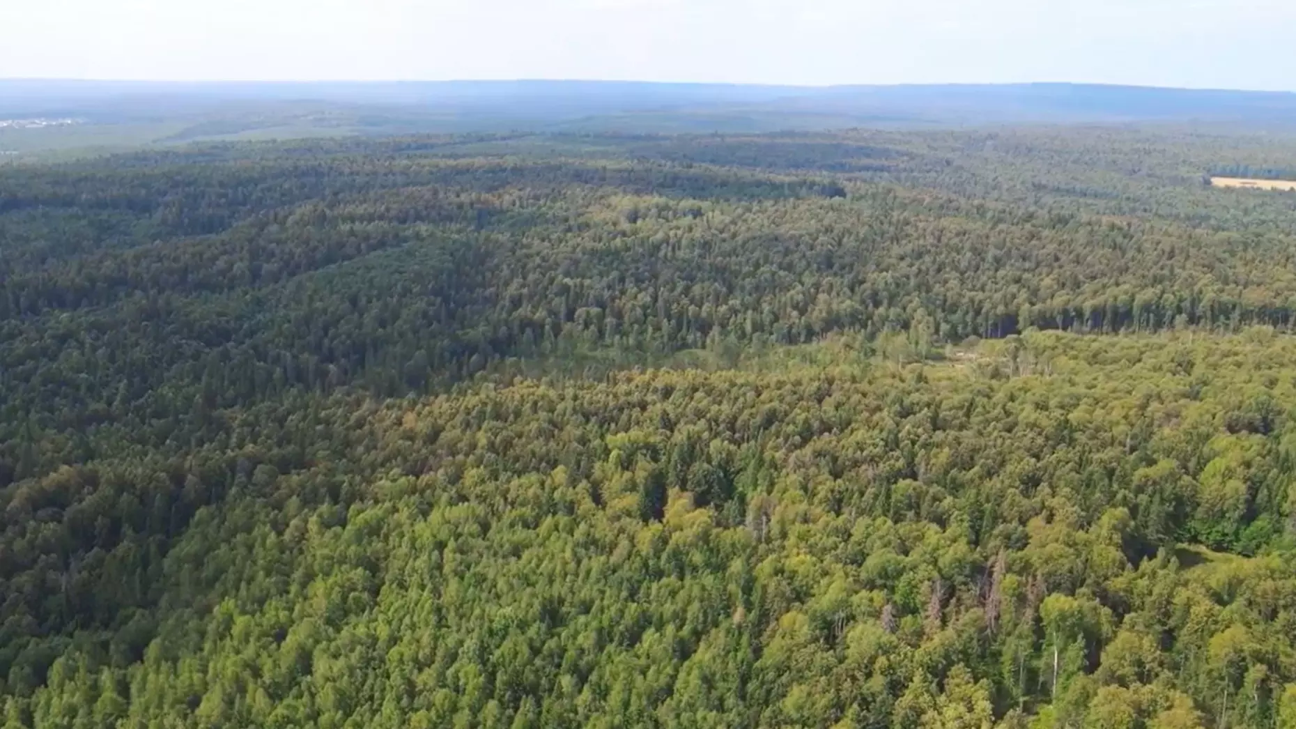 ПЦБК: Использование дронов поможет автоматизировать мониторинг лесов в Пермском крае