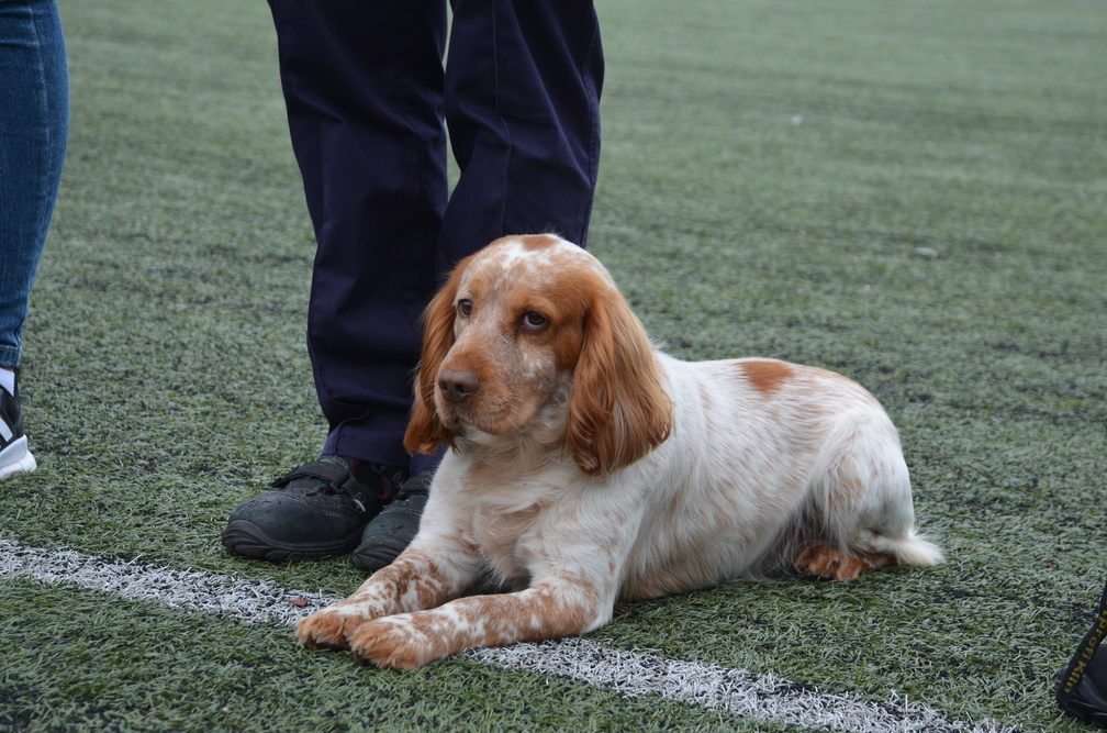 Омич украл у питерских полицейских служебных собак