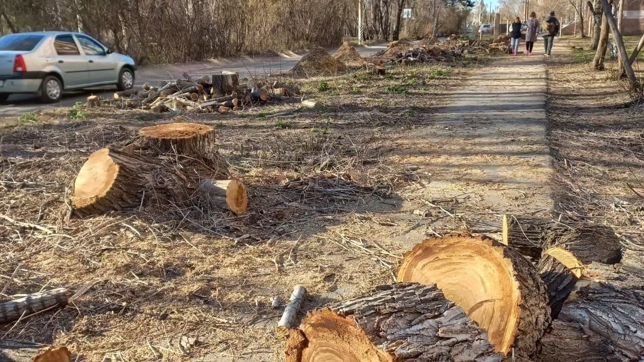 Теперь не лыжники, а теплосети: в Омске снова пилят деревья