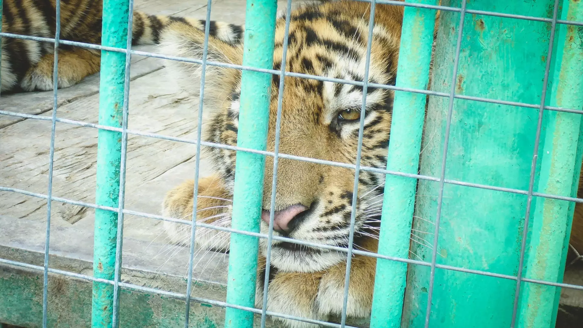 Появление тигра в Омской области оказалось фейком