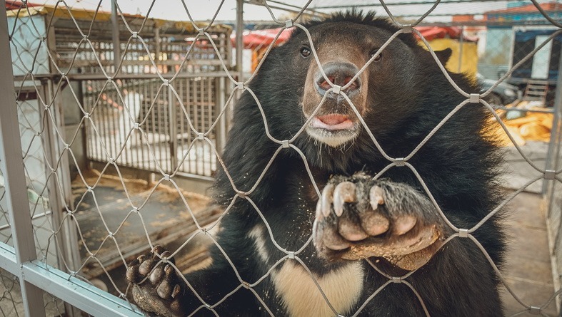 В Омской области предложили безлимитно убивать медведей