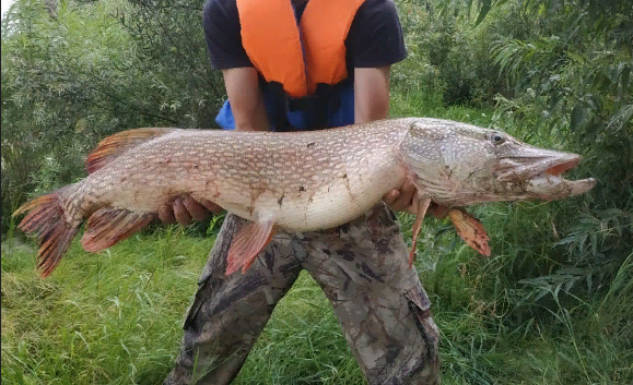 Омский школьник поймал в Иртыше гигантскую щуку — «крокодила»