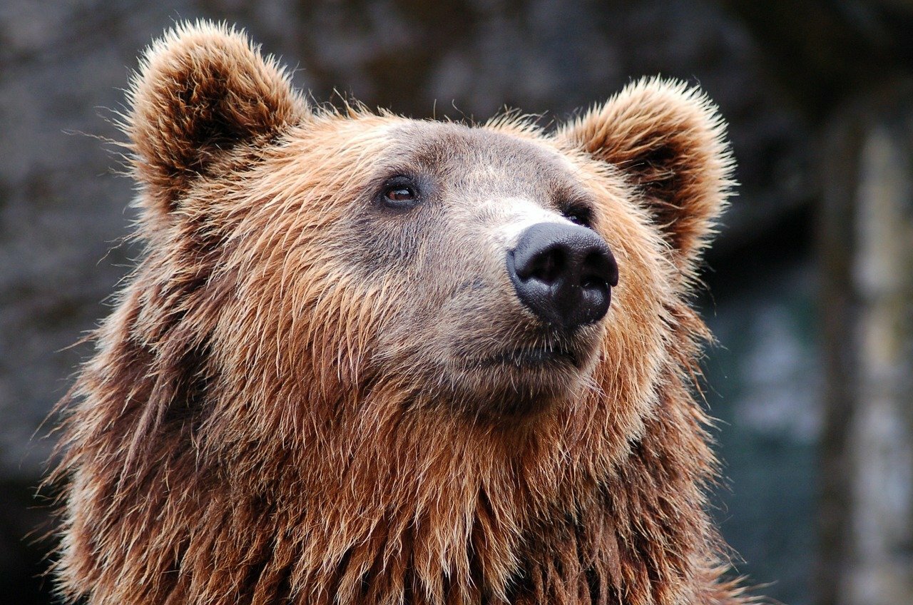 Стало известно, сколько медведей и барсуков убьют в Омской области