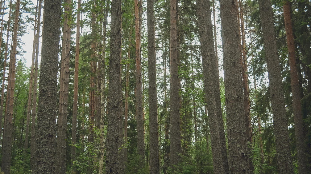 ГУ Лесного хозяйства прокомментировало вырубку леса в Красноярке