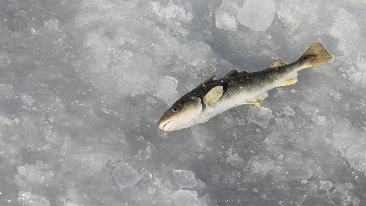В омском минприроды прокомментировали ситуацию с замором рыбы в озерах