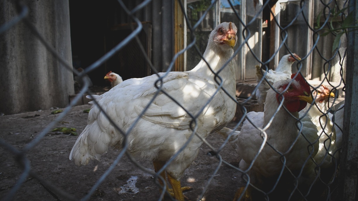 Источником запаха гари в Омске назвали пометохранилище птицефабрики