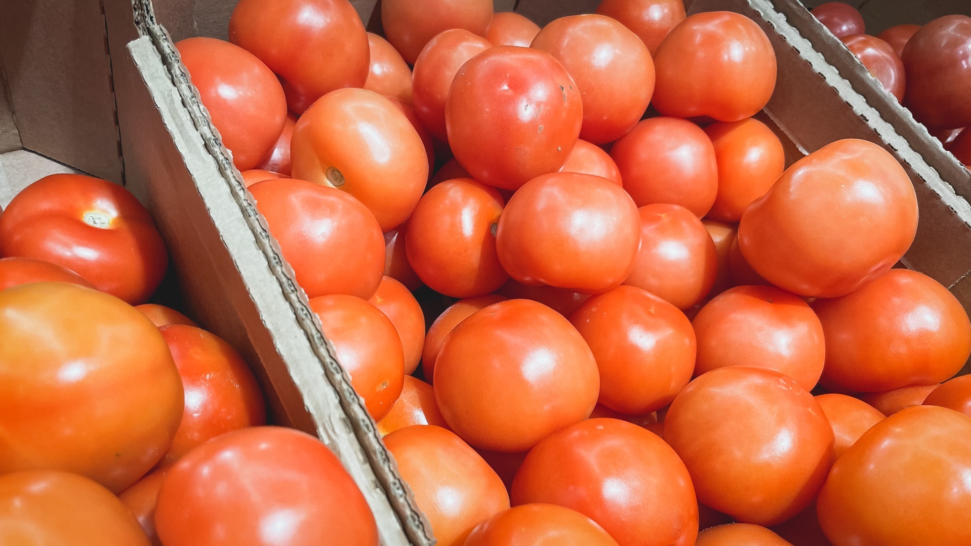 Опасная зараза. В Омскую область едва не завезли зараженные американской молью томаты
