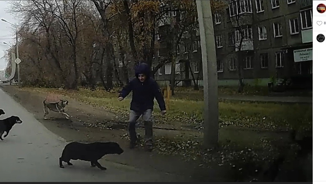 Омск нападение. Стаи собак в городе. Собачьи площадки в Омске. Стая собак большие дворовые. Собаки на улицах города ночью.