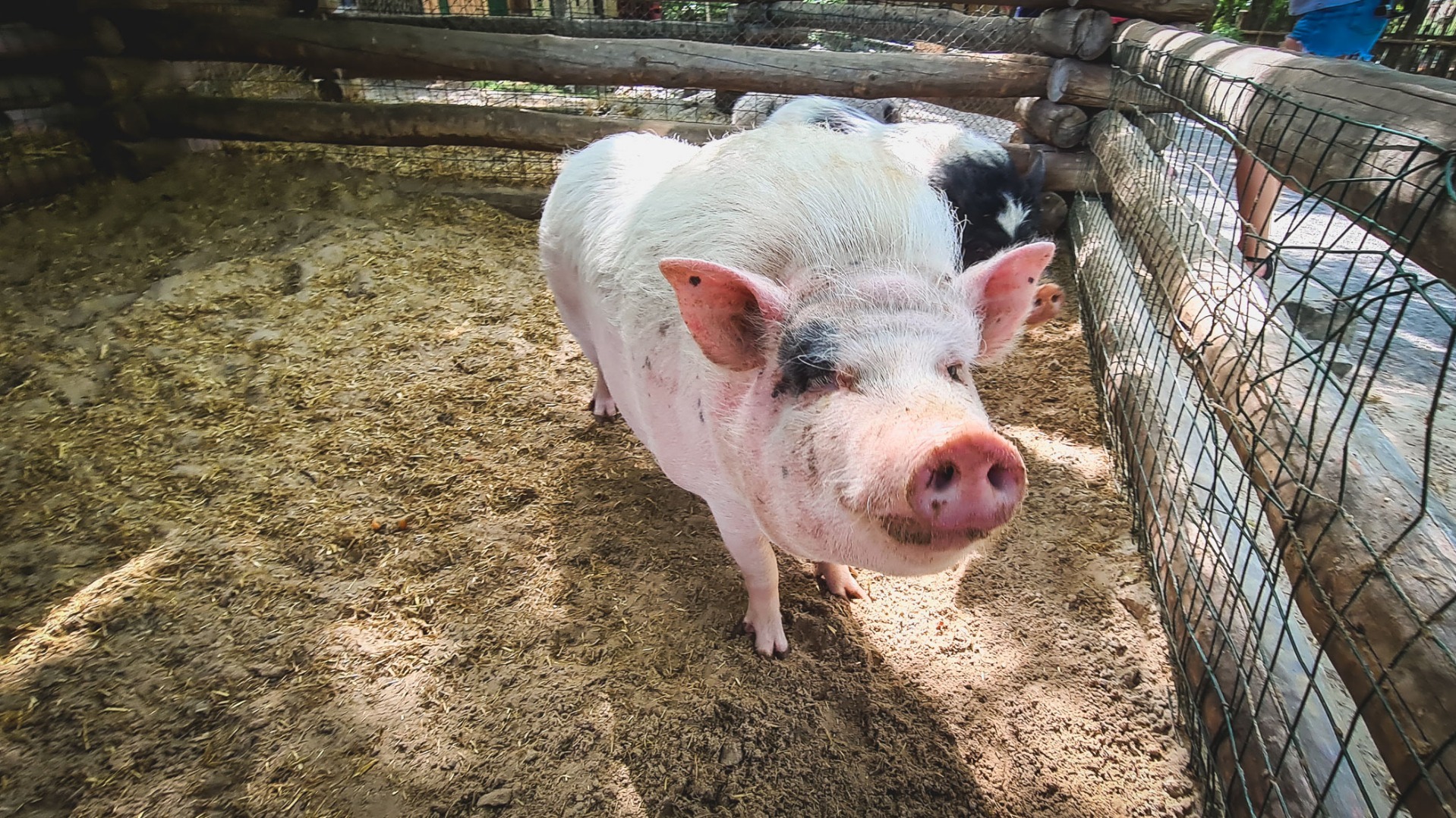 Фирма Сутягинского накормит свиней в омской колонии