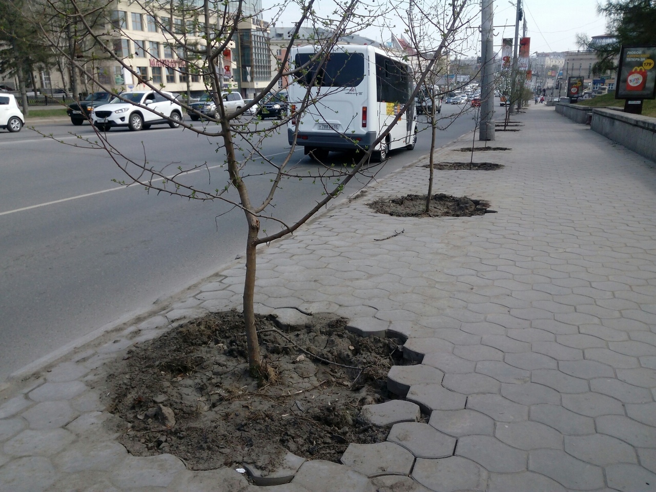 В Омске деревья высадили в тротуар. Как это объяснили дорожники