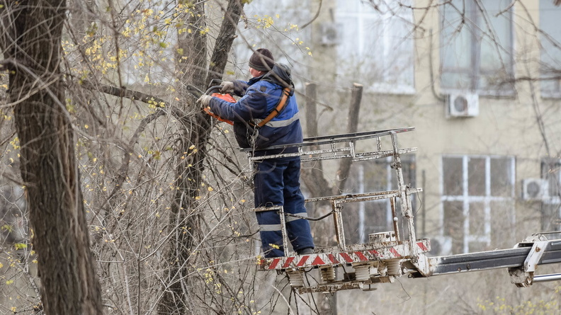 Названы улицы Омска, где высадят новые деревья взамен снесенным под кадетский корпус