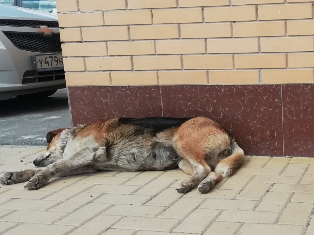 В Омске помощник машиниста помог спасти пса с раненой головой