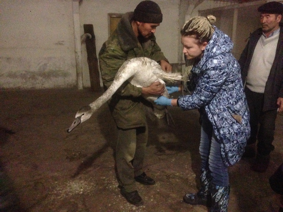 Лебедь, спасенный под Омском, сам повредил вмерзшее в лед крыло