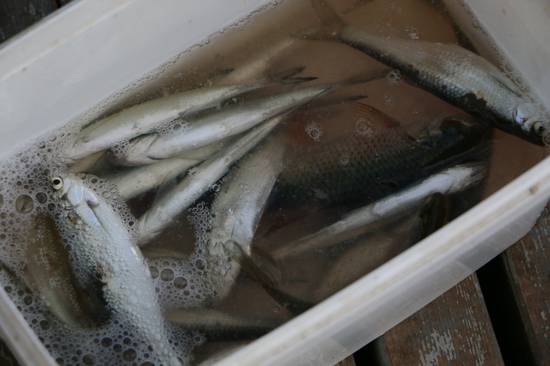 Уровень кислорода в воде из Оми стал экстремально низким для рыб