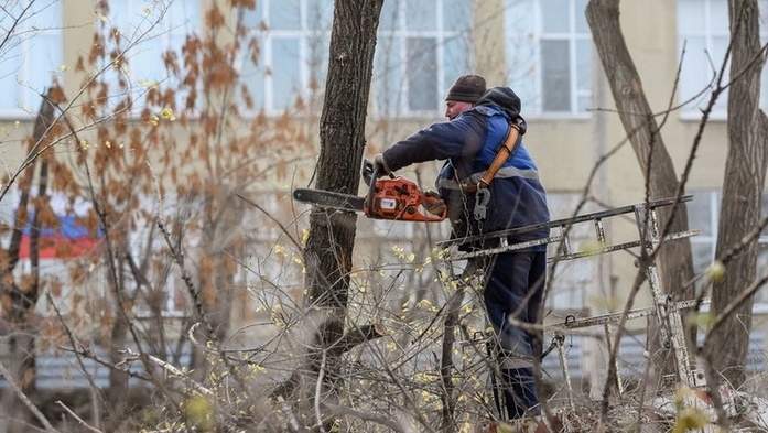 Сентябрьские вырубки: где и сколько деревьев разрешили снести в Омске