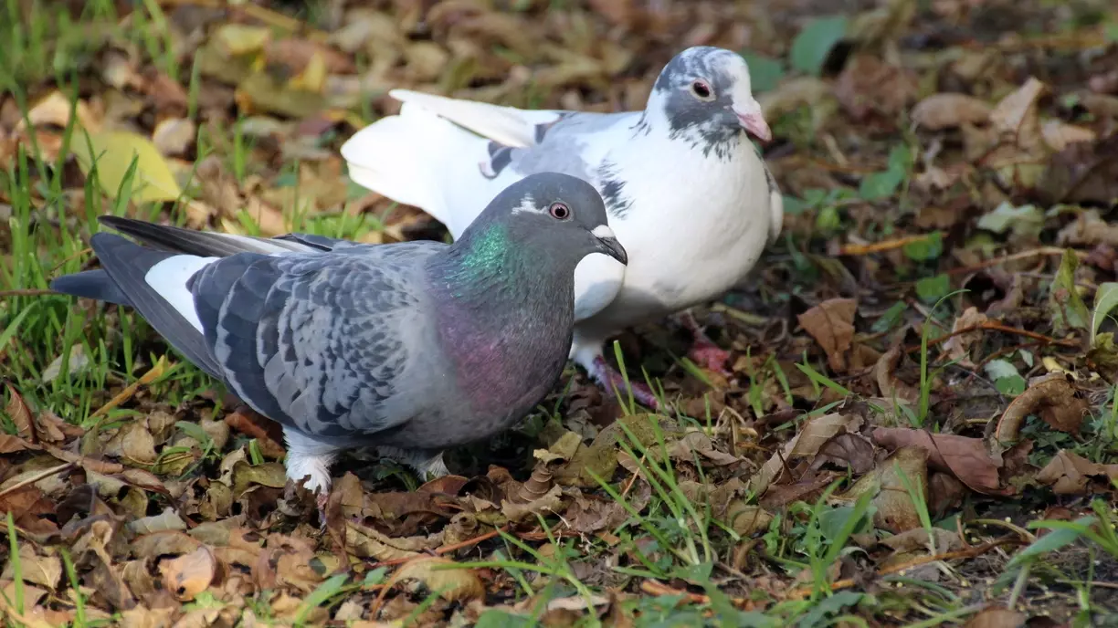 Стало известно, от чего погибли омские голуби на территории природного комплекса