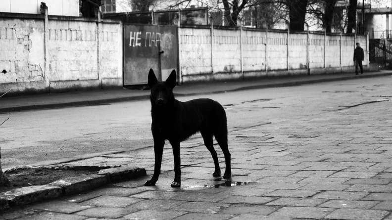 «На месте собаки мог быть ребенок»: в Омске стая бездомных псов загрызла сородича