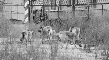 На фоне заявлений Бастрыкина в Омской области собаки напали на спортсмена