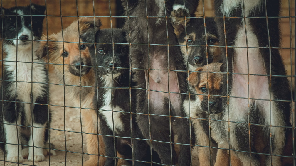 Омский приют оштрафовали из-за плохого ухода за собаками
