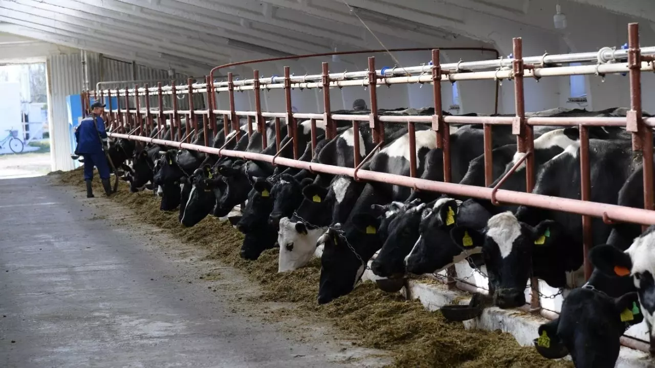 Хоценко поручил выделить 200 млн на корма для омских животноводческий хозяйств