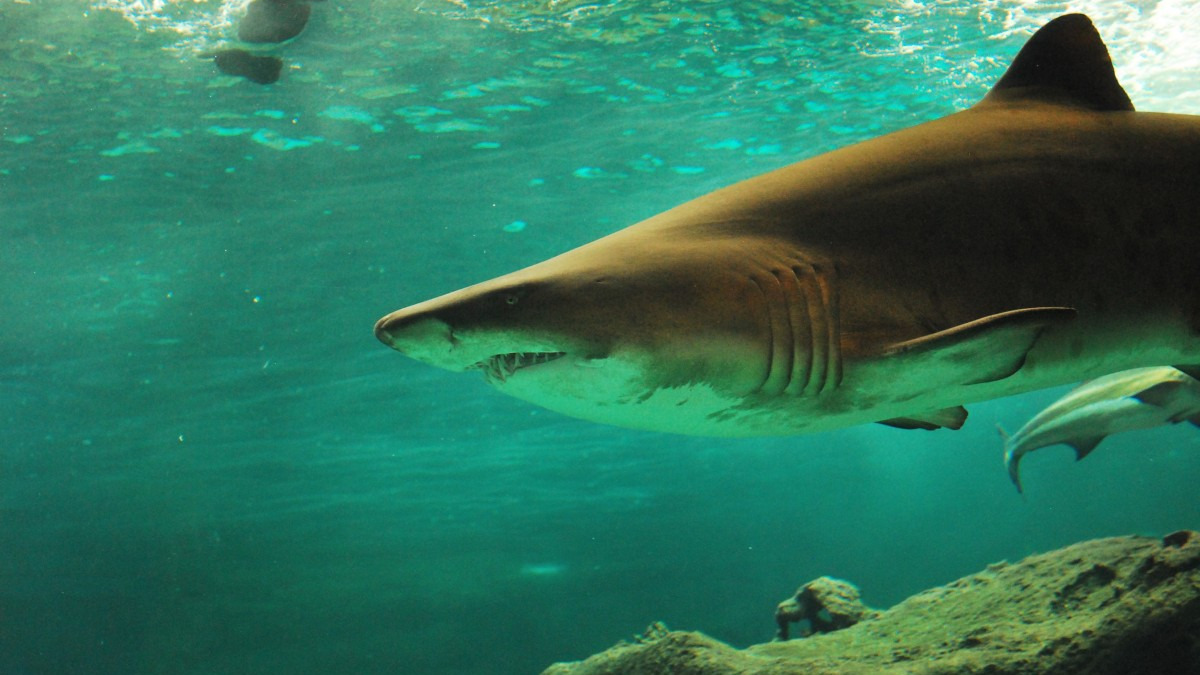 В Турции отдыхающие отогнали похожую на акулу рыбу шваброй