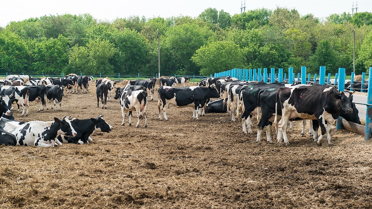 В Омской области на год объявили карантин из-за больных коров