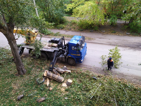 В Омске решат судьбу очередных аварийных деревьев