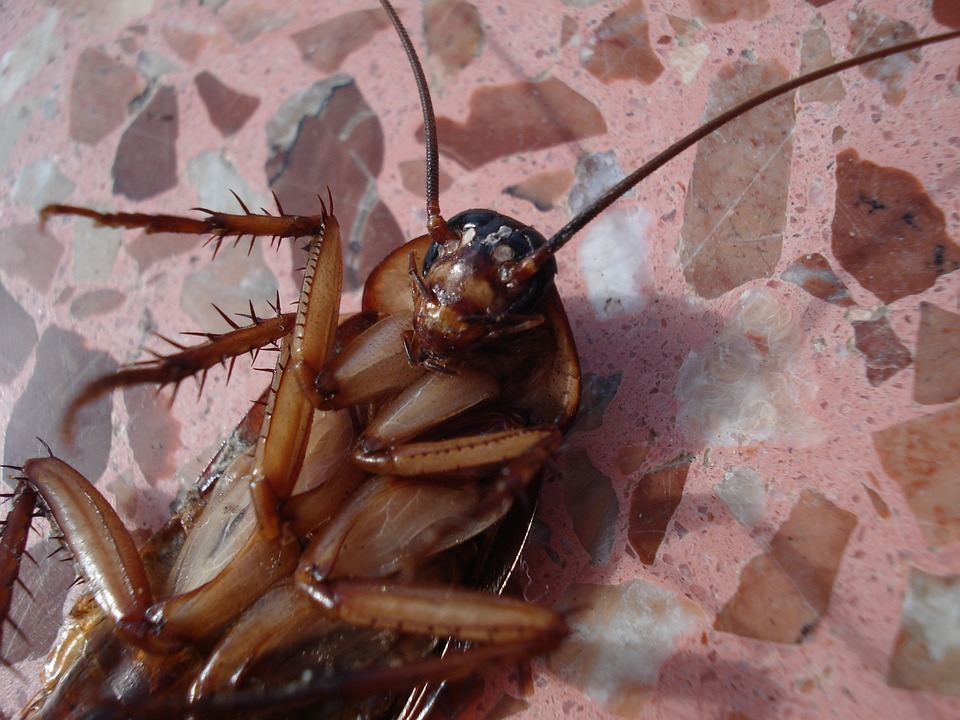 Жильцов омской многоэтажки атаковали тараканы-гиганты