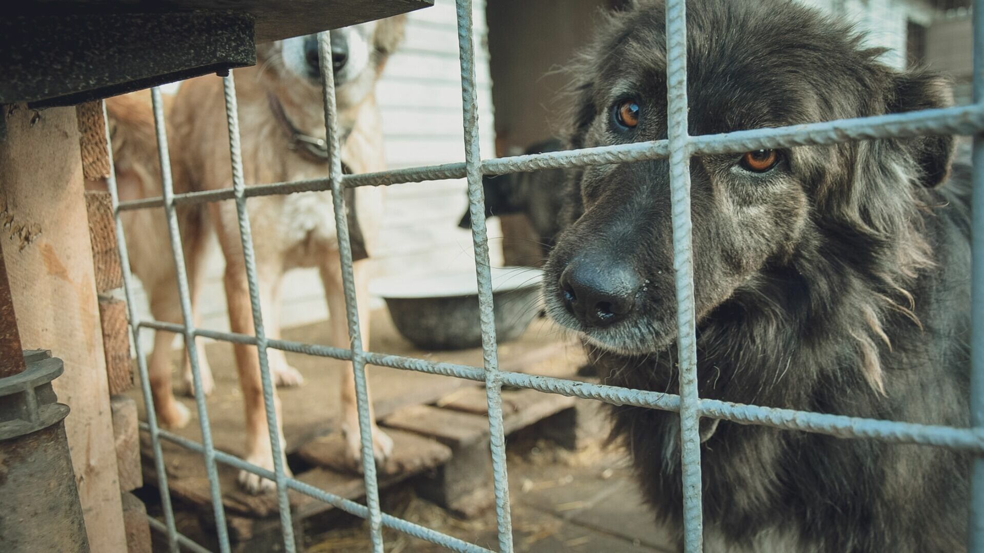 В Омске хотят создать сеть муниципальных приютов для бездомных собак
