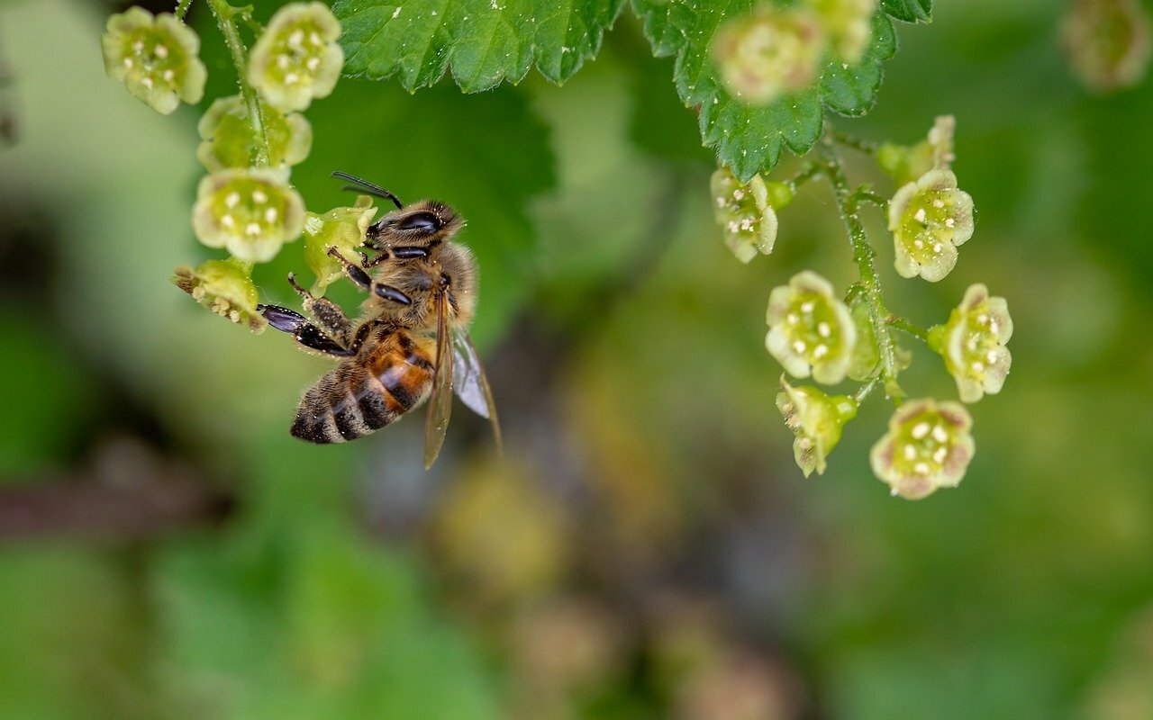 Отравили ядохимикатами. В Омской области произошла массовая гибель пчел