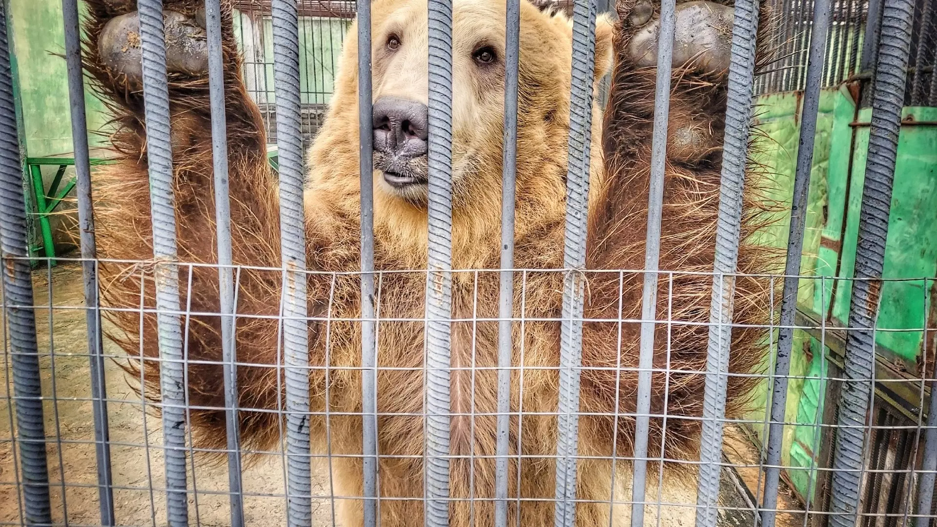 Два медведя омского Большереченского зоопарка до сих пор не впали в спячку
