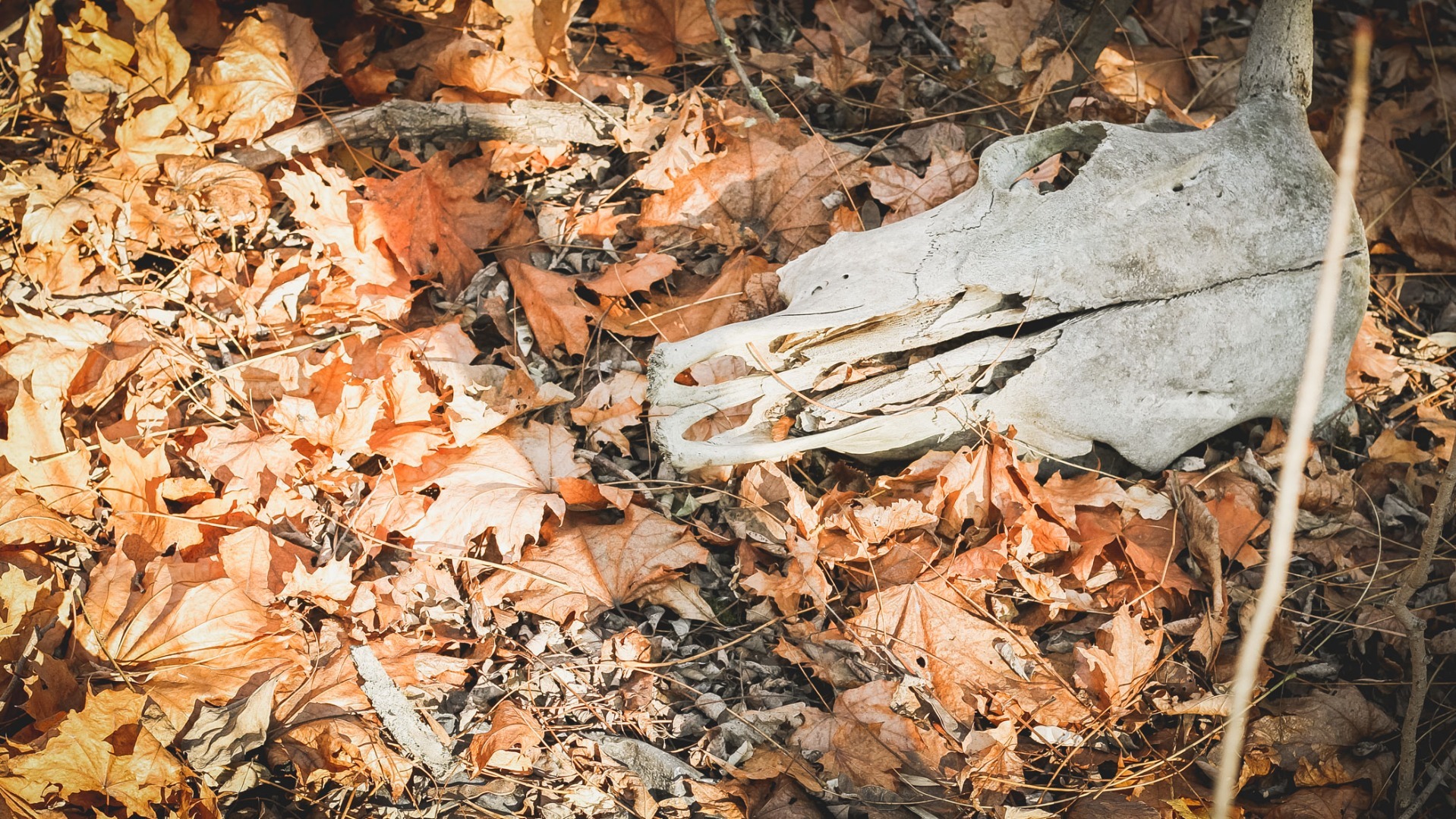 Кости и черепа. Омичи рассказали о страшной находке в лесу