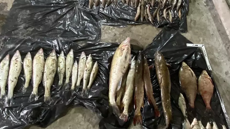 У браконьеров изъяли 174 экземпляра рыбы