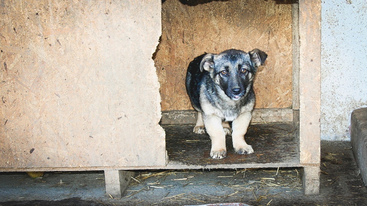 Омских дачников призвали не бросать собак после летнего сезона