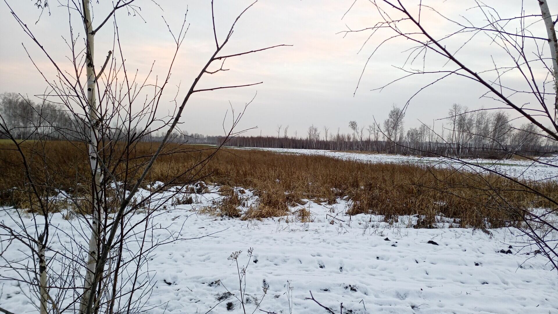 Животные зимой в лесу в Омской области. Следы кабана. Звери Омской области. Следы невиданных зверей 75. Нашествие косуль
