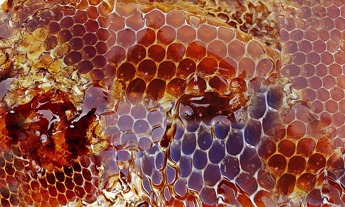 В Омске пчеловоды из разных стран обменялись опытом