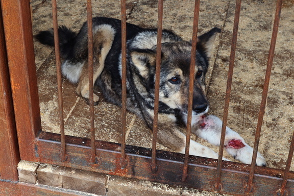 Из-за дачников в Омске стало больше бродячих собак