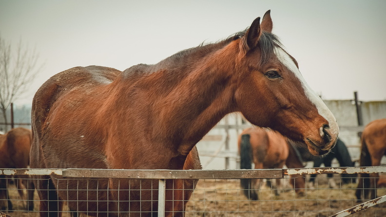 Омские пограничники запретили суздальским лошадям уходить в Казахстан
