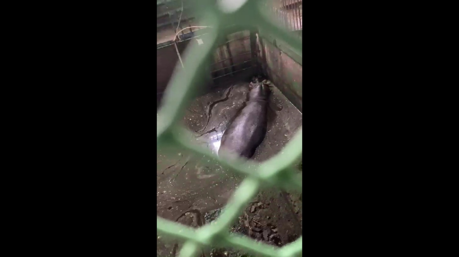 бегемот в Большереченском зоопарке