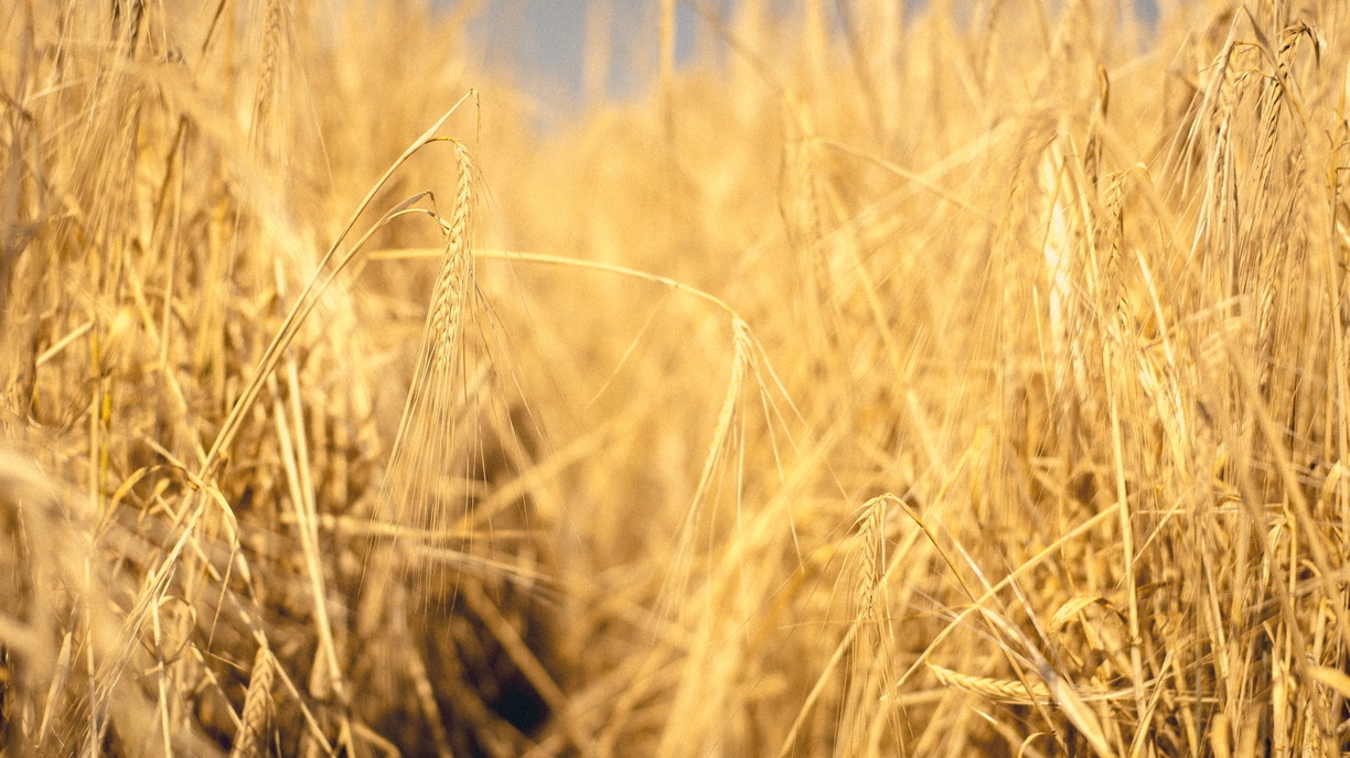 Омским аграриям на август пообещали продолжение засухи
