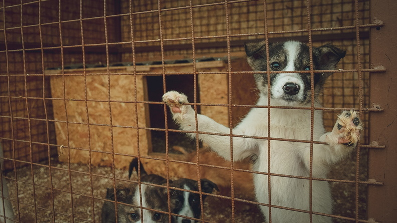 На омскую зоозащитницу Бегму подали в суд из-за приюта для собак