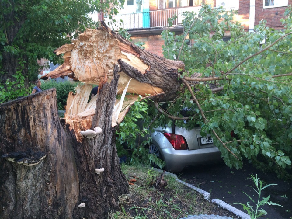 В Омске во время сильного ветра старое дерево раздавило машину (Фото)