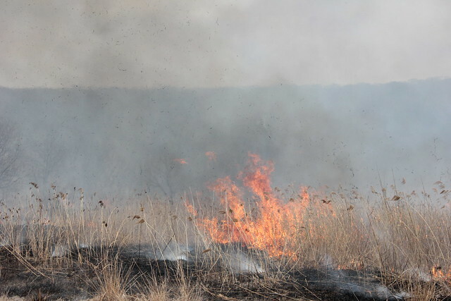 В Омской области объявлена чрезвычайная пожарная опасность
