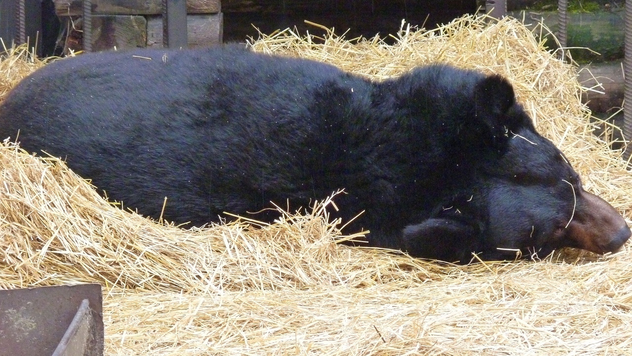 Зима близко: в Большереченском зоопарке впали в спячку четыре медведя
