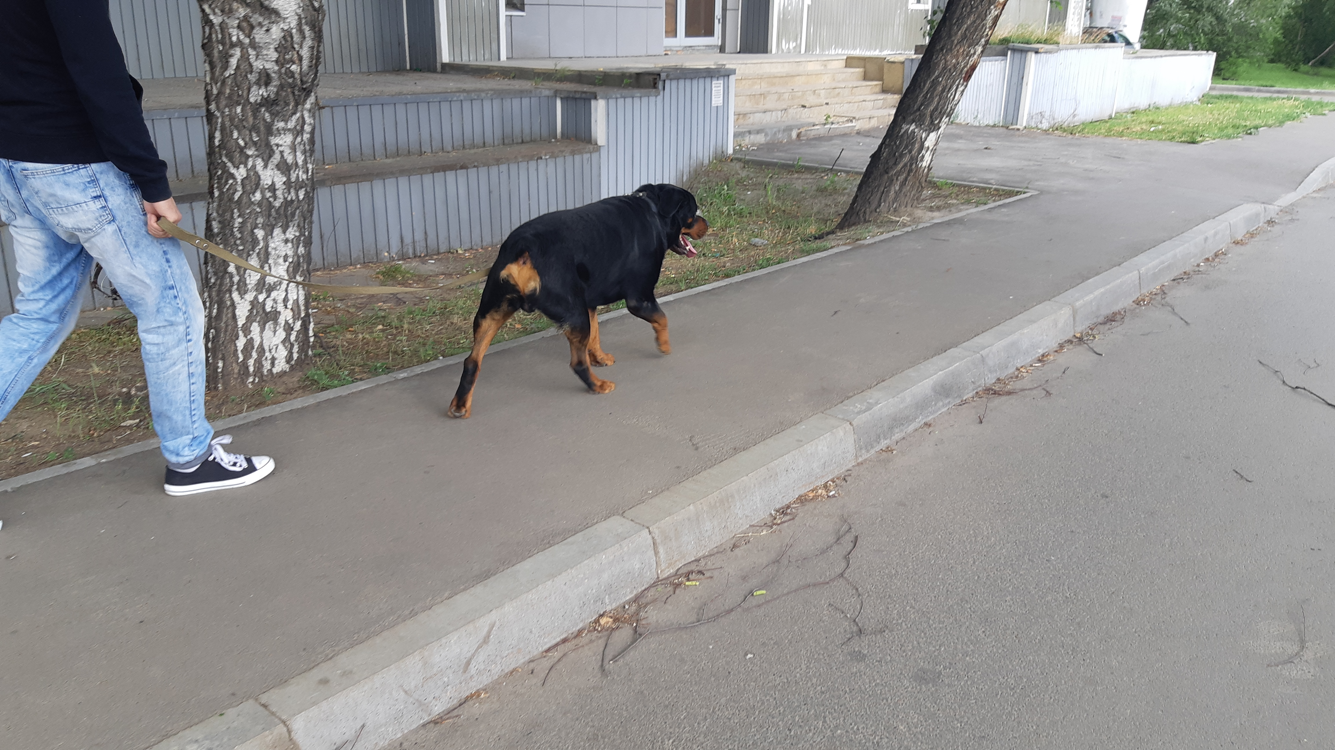 собака на прогулке