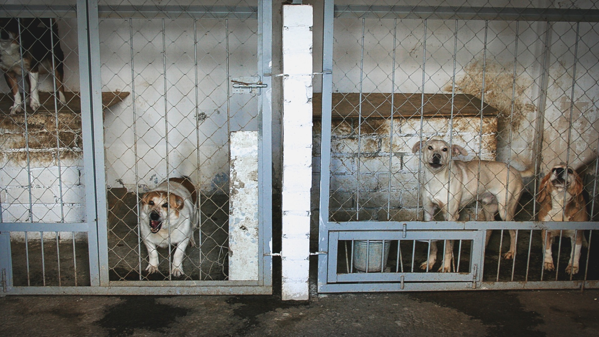 Омский приют для собак «Друг» пытается оспорить долг в полмиллиона за аренду земли