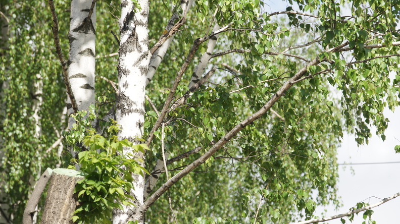В Омской области главу поселения осудят за незаконную вырубку деревьев